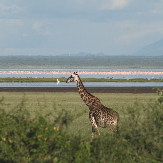 Lake_Manyara_National_Park_Giraffes_24_550_550shar-50brig-20_c1