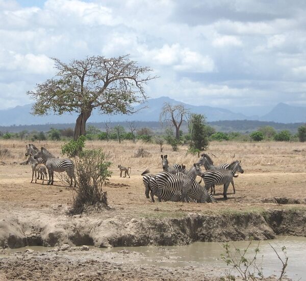 Mikumi_National_Park_Zebras_111_750_550shar-50brig-20_c1