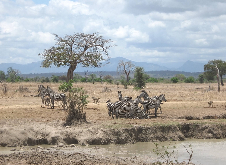 Mikumi_National_Park_Zebras_111_750_550shar-50brig-20_c1