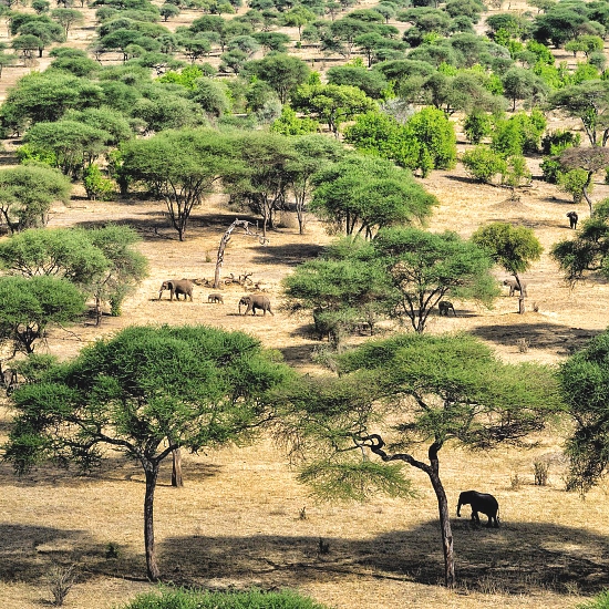 Tarangire_National_Park_20_550_550shar-50brig-20_c1